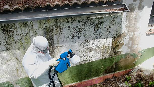 Trusted Mold Removal service in Ashland, IL - Cheap Mold Removal